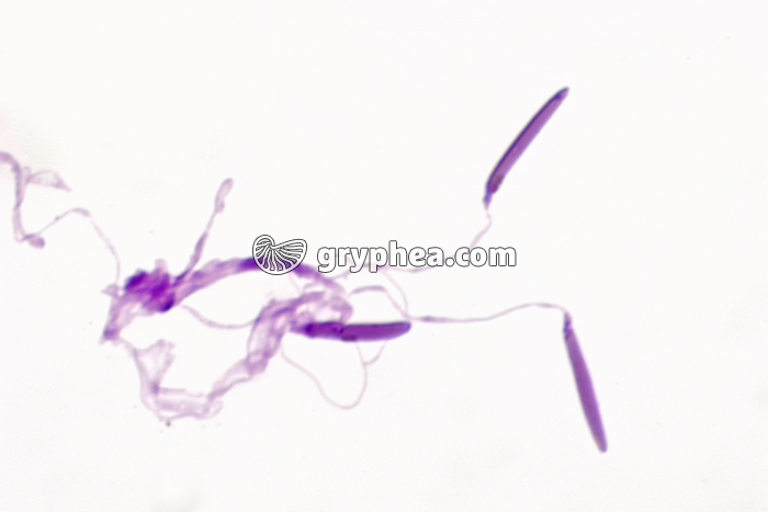 Grenouille - Spermatozoïdes x400 - gryphea.com